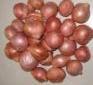 Onion