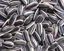 New Crop Sunflower Seeds