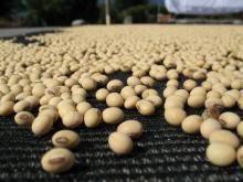 soybean