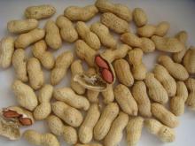  peanut   inshell 