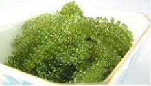SEA GRAPE