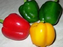 Fresh  Capsicum 