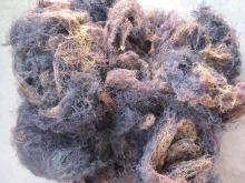 Gracilaria seaweed