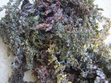 Dried Sargassum Seaweed