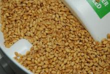 Hard Milling Wheat