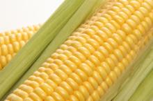 Sweet Corn, Fresh Corn, Yellow Corn