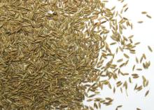 Indian Cumin Seeds