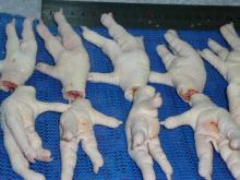 Frozen Chicken Feet
