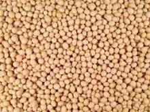 Non GMO Grade 1 Soybeans