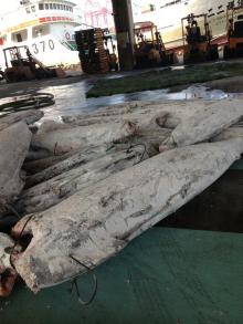 Frozen yellowfin tuna 10-18kg,18-35kg, skipjack tuna 1-1.8kg, 1.8-5kg