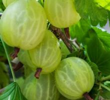 IQF  gooseberry  or frozen  gooseberry 