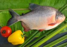 frozen red pomfret, whole pomfret