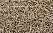 INDIAN CUMIN