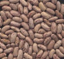 light speckled kidney bean  long   shape 
