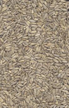 sunflowerseed kernels confectionary grade