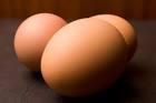 Broiler hatching eggs Cobb 500 and Ross 308 and Chicken table eggs