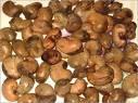 Raw Cashew nut in shell