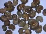 Top Quality Pine nuts