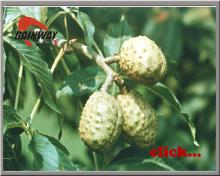 Herb Horse Chestnut Extract(Escin 20%)