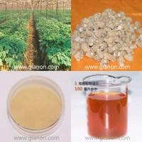 American  Ginseng  Root Extract