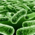  Probiotic s