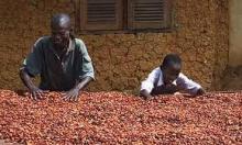 COCOA BEANS
