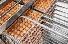 broiler hatching eggs