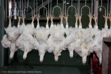 Halal slaughtered chicken
