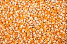 Maize