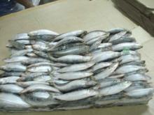 Top class fresh frozen fish available in stock