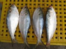 First grade fresh frozen fish available in stock