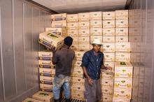 AAA Grade Premium Quality South Africa Origin Fresh Green Cavendish Banana Satisfaction Guarantee