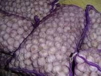 Fresh Garlic for Sale