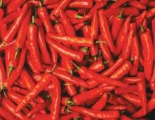 Red Chilli For Sale