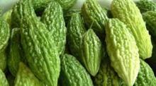  Bitter   Gourd 
