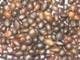  palm  kernel  nut 