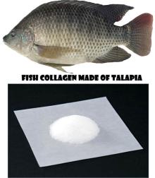 Marine fish collagen peptide