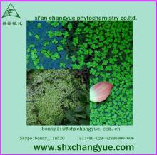 High quality natural Lemna minor L Extract