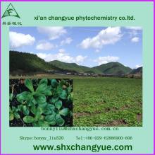 High quality natural Picrorhiza Kurroa Extract