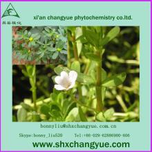 natural high quality bacopa monnieri extract