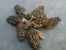 Dried  Morchella  of high quality