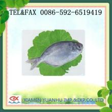  frozen   Butterfish 