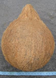 Fresh Coconut