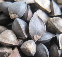  Raw   Buckwheat 