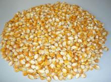 Yellow corn for Animal Feed