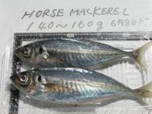 Frozen Horse Mackerel Fish