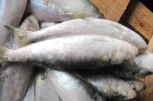 Frozen Sardine Fish