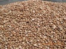 Dried Betel Nuts