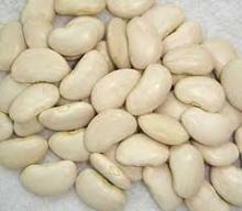 Lima Bean