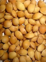 Ginkgo nuts for sale